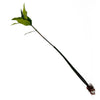 Rhizophora Mangle / Red Mangrove Pods - Single Pod - Large (21-25")