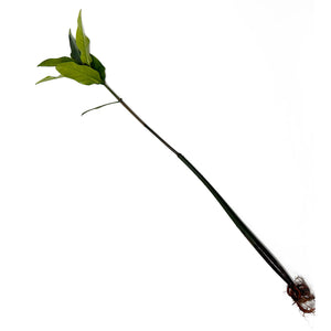 Rhizophora Mangle / Red Mangrove Pods - Single Pod - Large (21-25")