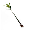 Rhizophora Mangle / Red Mangrove Pods - Single Pod - Medium (16-20")