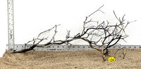Thumbnail for WYSIWYG #129Y - Manzanita Wood (Large)