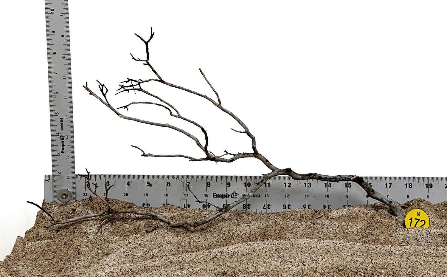 WYSIWYG #172Y - Manzanita Wood (Small)