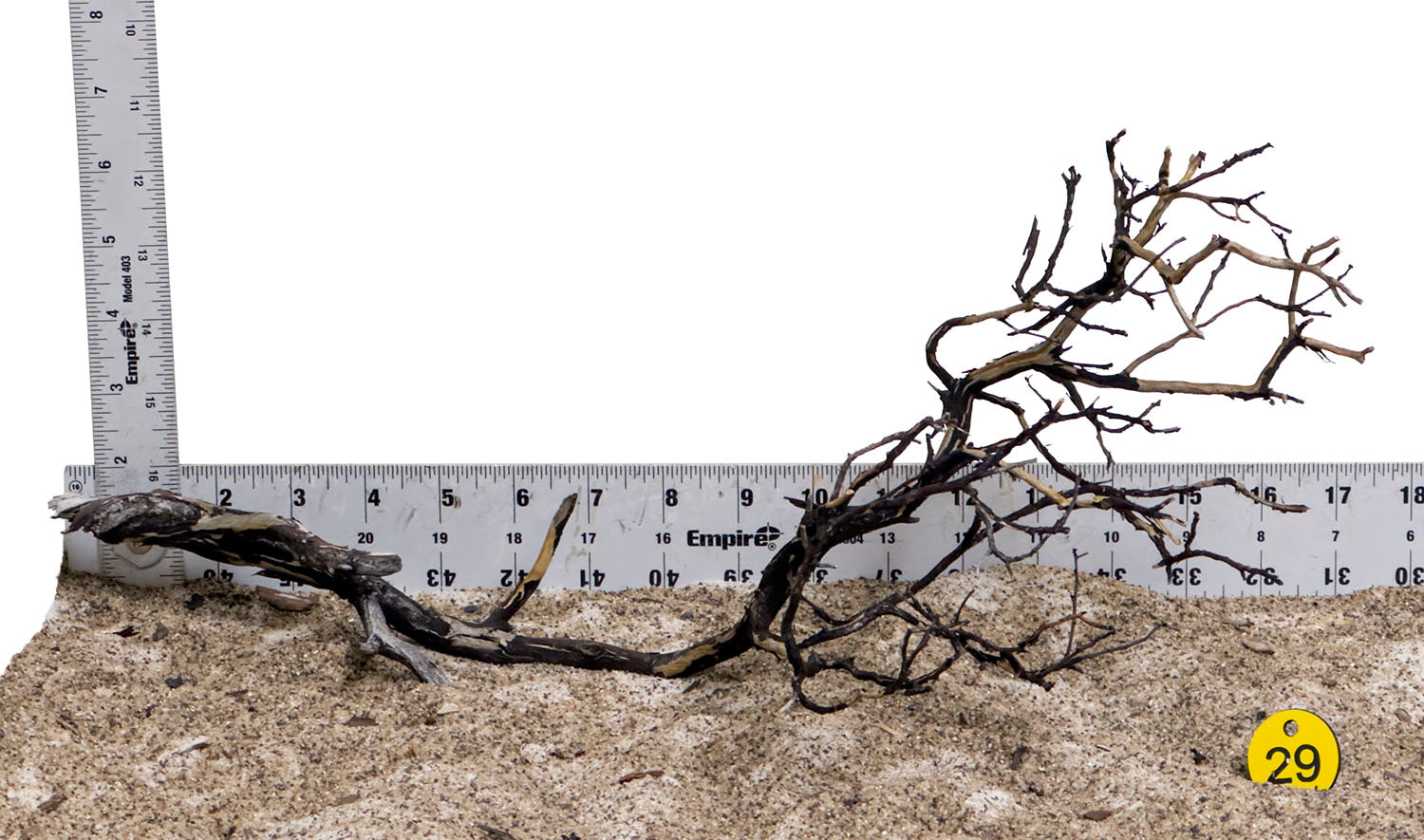 WYSIWYG #29Y - Manzanita Wood (Medium)