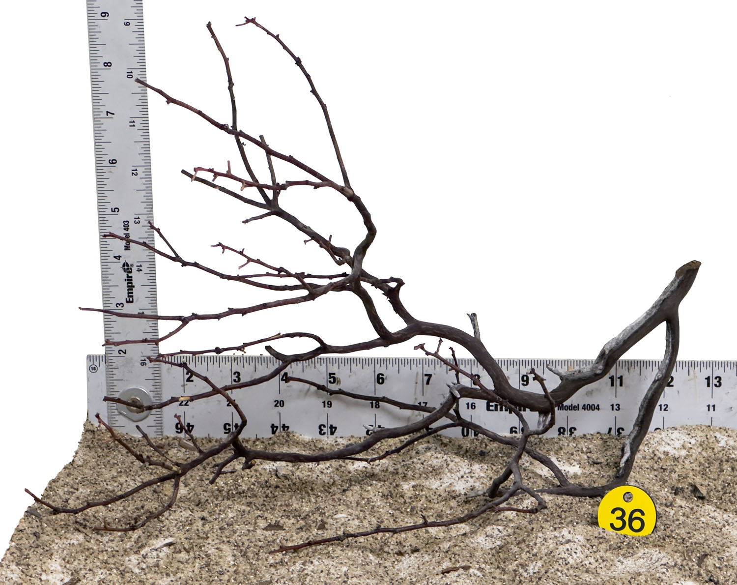 WYSIWYG #36Y - Manzanita Wood (Medium)