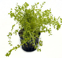 Load image into Gallery viewer, DS Micranthemum Micranthemoides - Potted Plant
