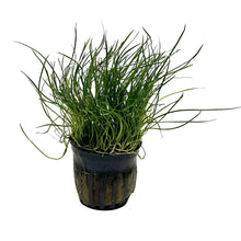 Load image into Gallery viewer, Micro Sword Narrow Potted Plant
