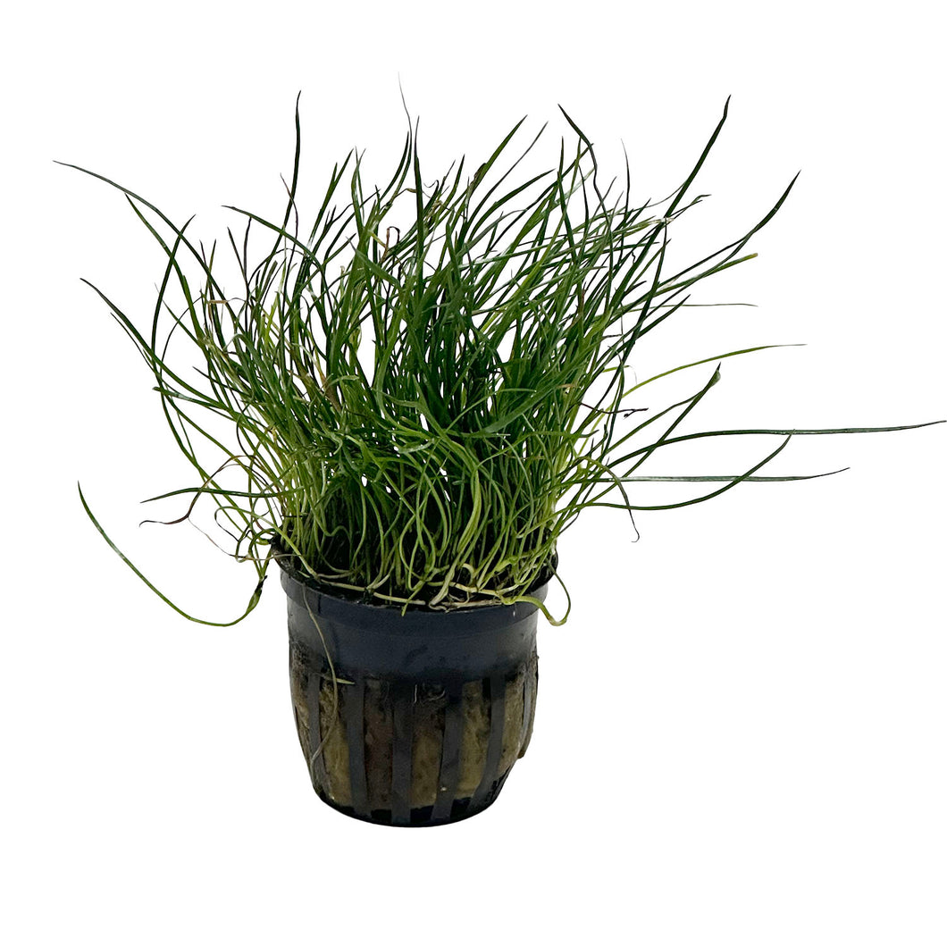 Micro Sword Narrow Potted Plant