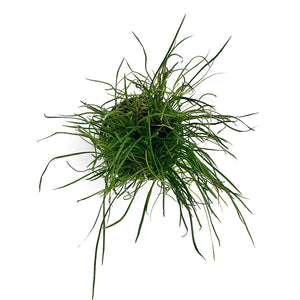 Micro Sword Narrow Potted Plant