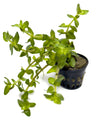 DS Bacopa Caroliniana - Potted Plant