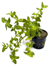 Load image into Gallery viewer, DS Bacopa Caroliniana - Potted Plant
