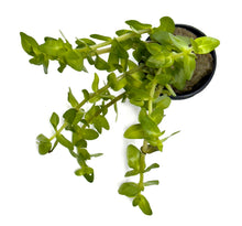 Load image into Gallery viewer, DS Bacopa Caroliniana - Potted Plant
