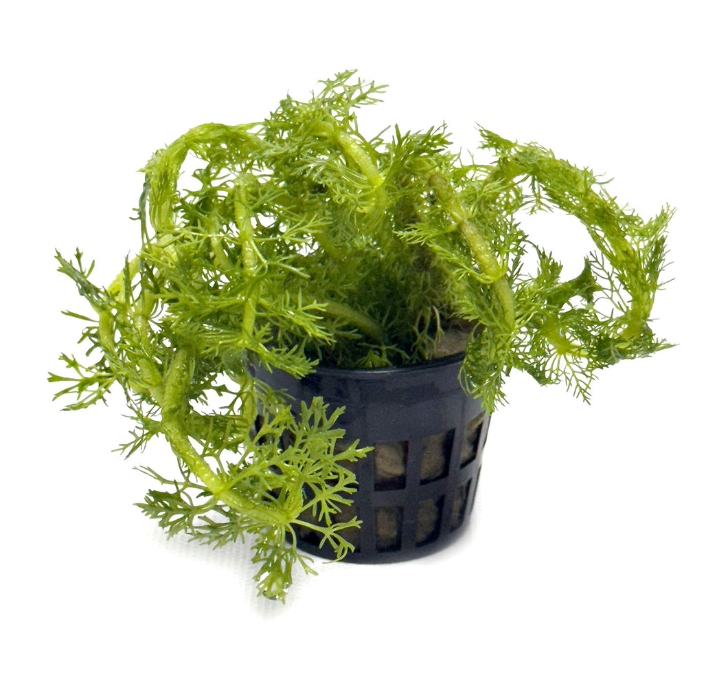 DS Limnophila Aquatica - Potted Plant