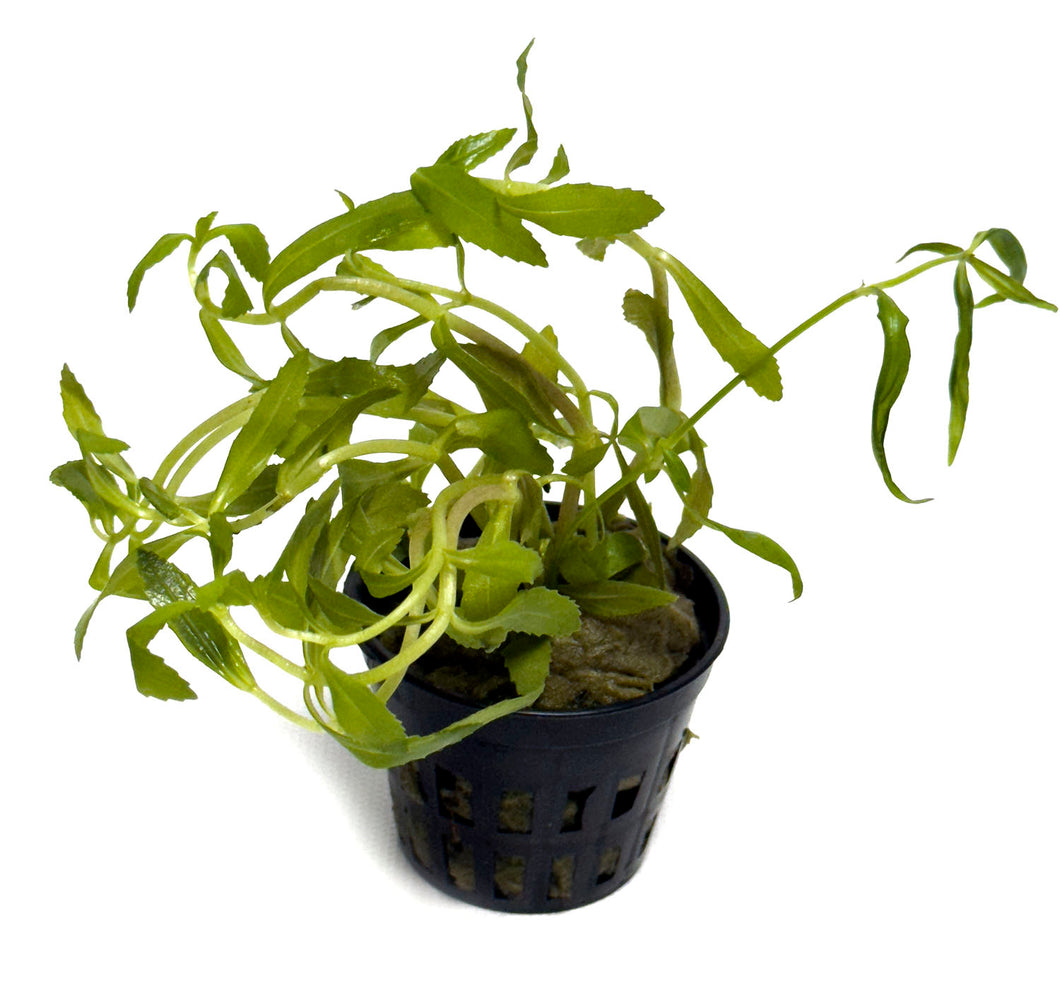 DS Limnophila Aromatica - Potted Plant