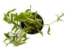 Load image into Gallery viewer, DS Limnophila Aromatica - Potted Plant
