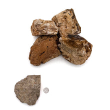 Load image into Gallery viewer, Petrified Wood Stone

