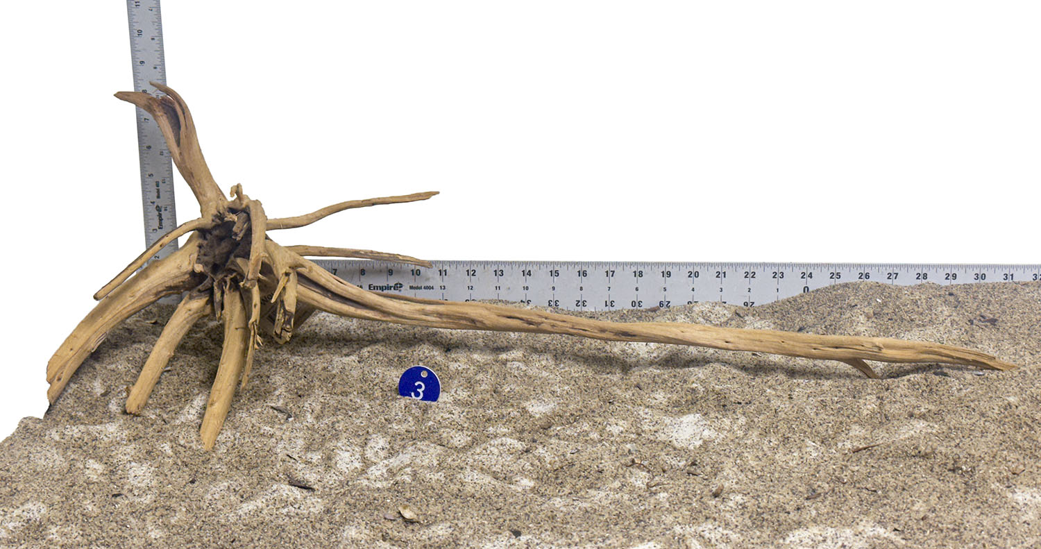 WYSIWYG #3BU - Pine Spider Wood / Tiger Wood (Large)