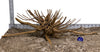 WYSIWYG #52BU - Pine Spider Wood / Tiger Wood (Large)