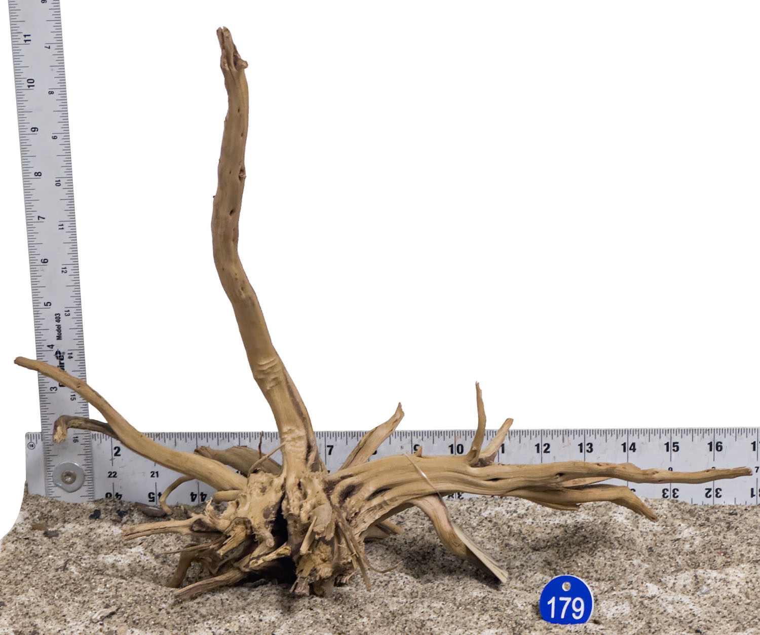 WYSIWYG #179BU - Pine Spider Wood / Tiger Wood (Medium)