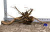 WYSIWYG #23BU - Pine Spider Wood / Tiger Wood (Medium)