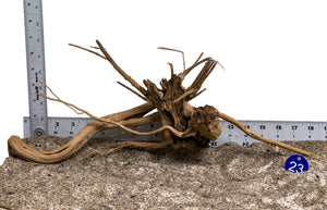 WYSIWYG #23BU - Pine Spider Wood / Tiger Wood (Medium)