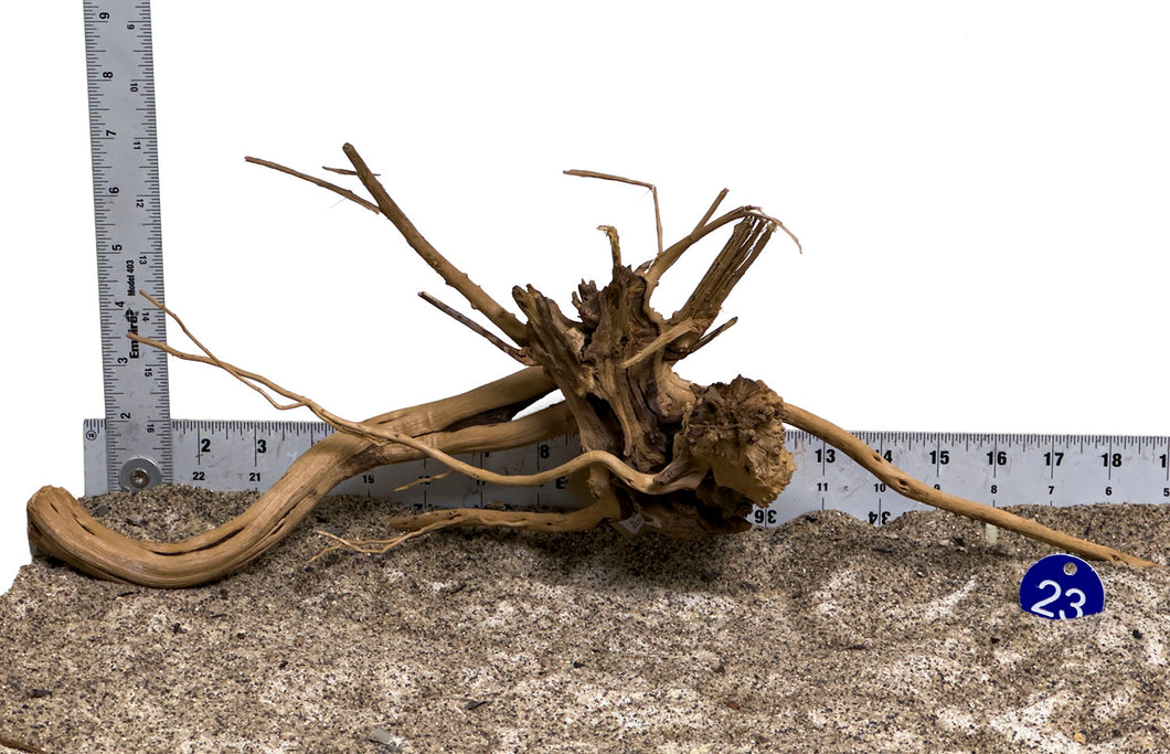 WYSIWYG #23BU - Pine Spider Wood / Tiger Wood (Medium)