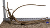 WYSIWYG #196BU - Pine Spider Wood / Tiger Wood (XL)