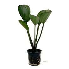 Load image into Gallery viewer, Reni / Echinodorus Reni Potted Plant
