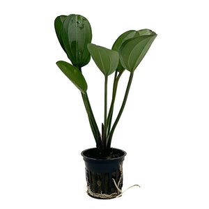 Reni / Echinodorus Reni Potted Plant