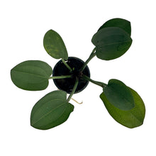 Load image into Gallery viewer, Reni / Echinodorus Reni Potted Plant
