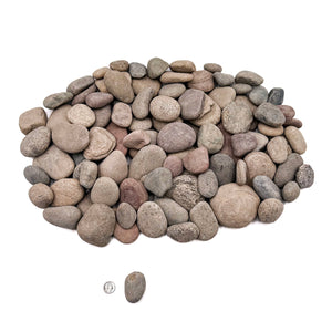 SR Aquaristik River Skippers 1-5" 2-12cm 44 lb Box