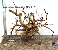 Thumbnail for WYSIWYG #76BU - Spider Wood (Large)