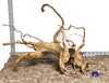 WYSIWYG #90BU - Spider Wood (XL)