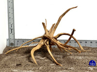 Thumbnail for WYSIWYG #183BU - Weathered Spider Wood (Medium)