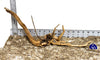 WYSIWYG #30BU - Weathered Spider Wood (Small)