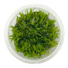 Load image into Gallery viewer, Weeping Moss Tissue Culture Cup
