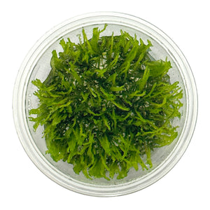 Weeping Moss Tissue Culture Cup