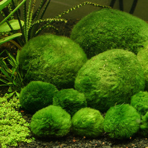 Moss Balls / Marimo Balls (Cladophora Aegagropila)