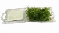 Thumbnail for Java Moss / 'Taxiphyllum barbieri' Tissue Culture Blister Pack