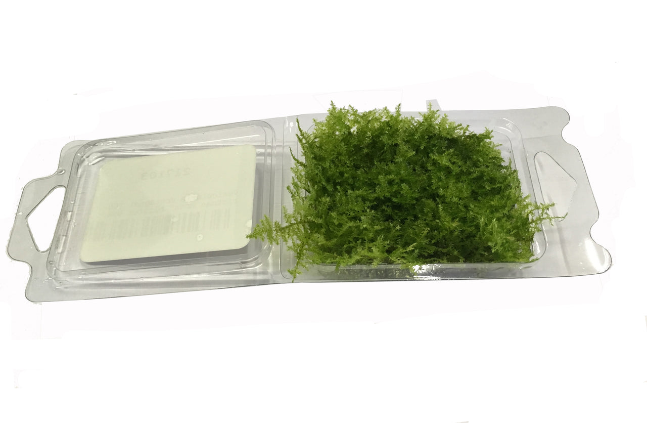 Christmas Moss / 'Vesicularia montagnei' Tissue Culture Blister Pack
