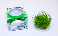 Thumbnail for Dwarf Hair Grass / 'Eleocharis pusilla (parvula)' Tissue Culture Cup