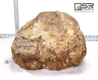 Thumbnail for WYSIWYG #28S - Hand Selected Petrified Wood Stone XXL - 87lbs