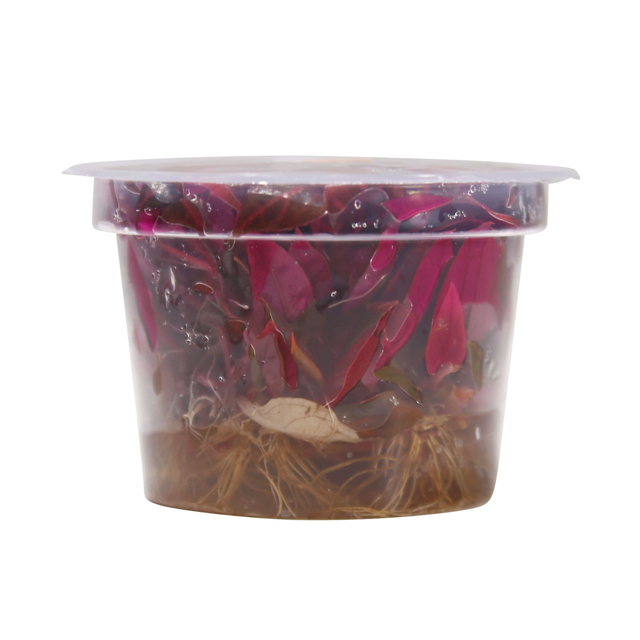 Alternanthera Reineckii 'rosanervig' Tissue Culture Cup