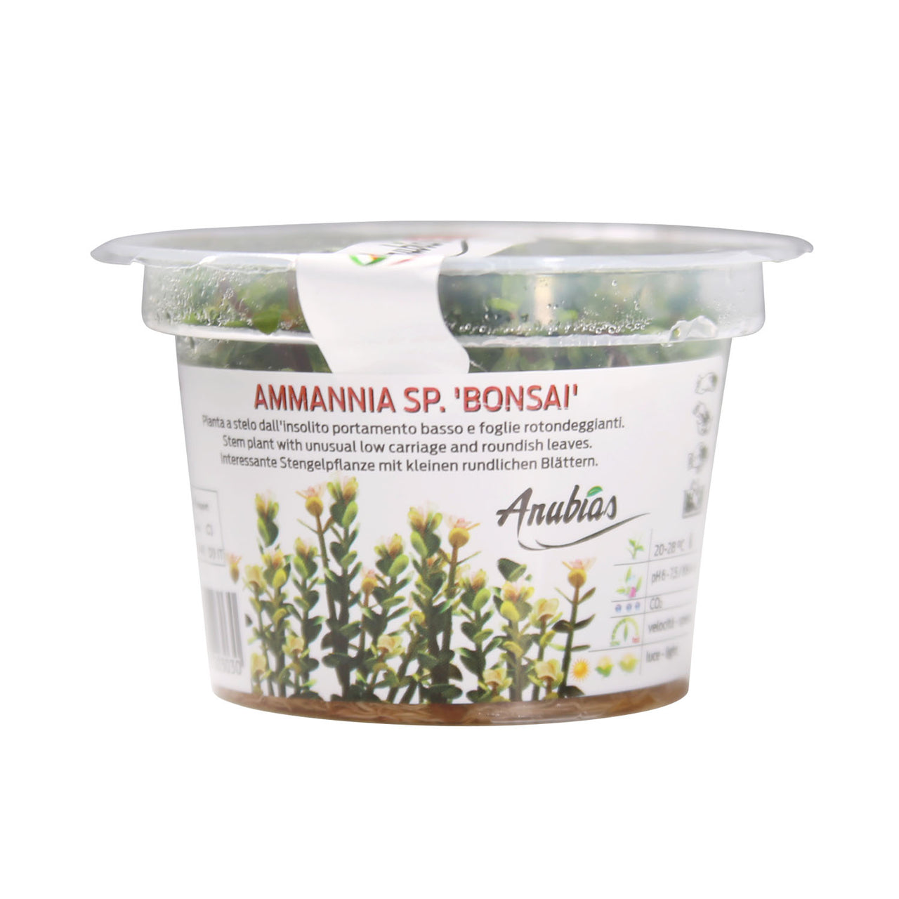 Rotala Indica / 'Ammannia sp. 'Bonsai'' Tissue Culture Cup