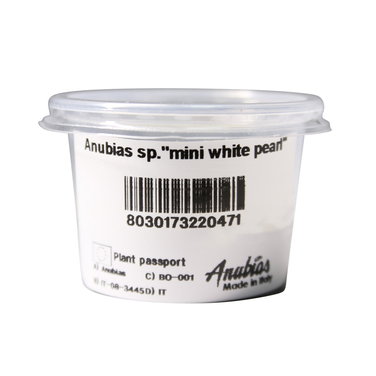 Anubias sp. 'mini white pearl' Tissue Culture Cup