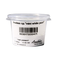 Thumbnail for Anubias sp. 'mini white pearl' Tissue Culture Cup