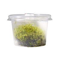 Thumbnail for Christmas Moss / 'Vesicularia montagnei' Tissue Culture Cup