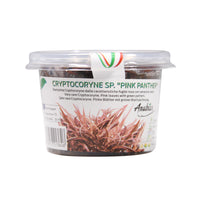 Thumbnail for Cryptocoryne sp. 'Pink Panther' Tissue Culture Cup