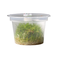 Thumbnail for Dwarf Hair Grass / 'Eleocharis pusilla (parvula)' Tissue Culture Cup