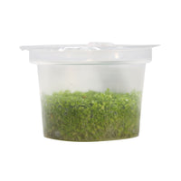 Thumbnail for Dwarf Baby Tears / 'Hemianthus callitrichoides 'Cuba'' Tissue Culture Cup