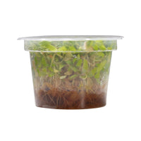 Thumbnail for Hygrophila corymbosa 'Thailand' Tissue Culture Cup