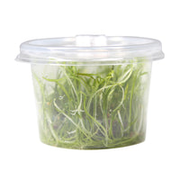 Thumbnail for Micro Sword / 'Lilaeopsis brasiliensis' Tissue Culture Cup